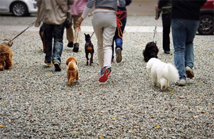 しつけ教室のイメージ